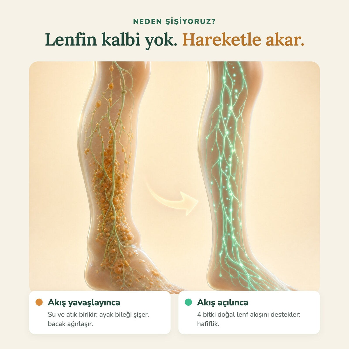 Lenf sistemi nasıl çalışır