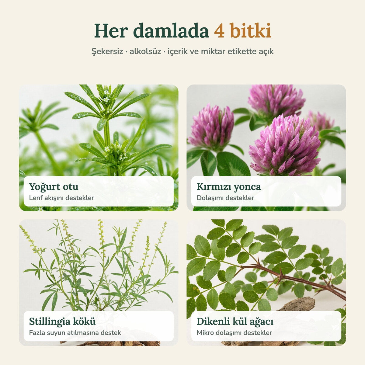 Her damlada 4 bitki: yoğurt otu, kırmızı yonca, stillingia, dikenli kül ağacı
